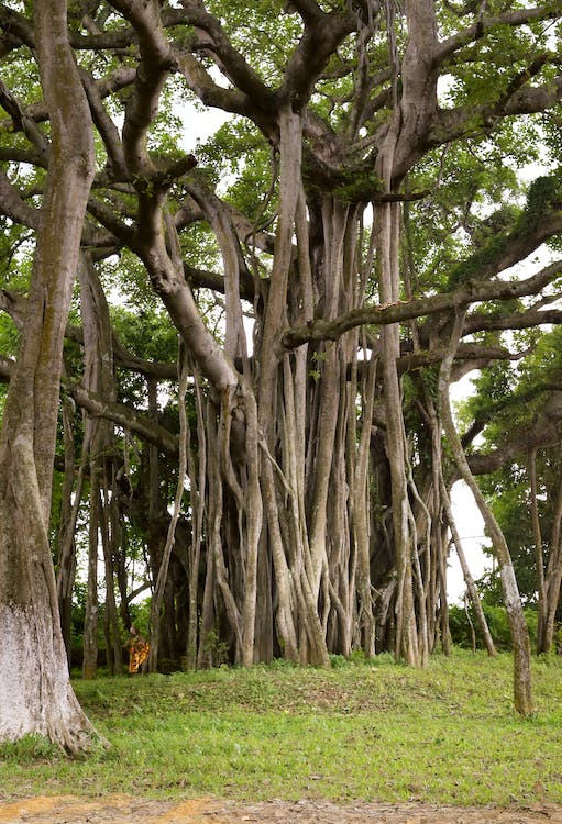 Resilience and Acceptance in the Face of Collapse