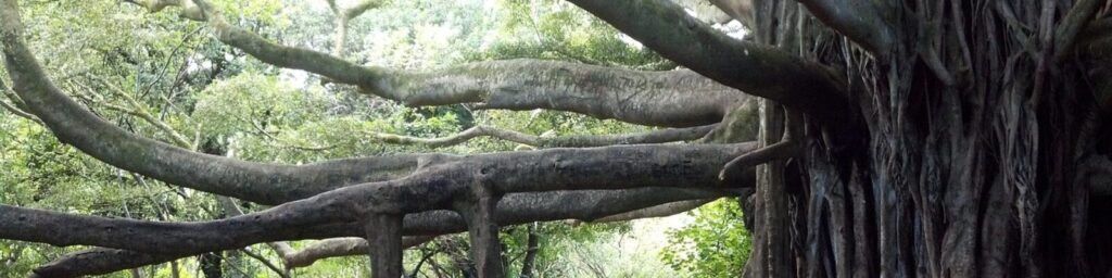 Resilience and Acceptance in the Face of Collapse